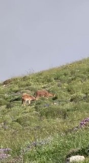 В Алаверди на склонах Хуступа заметили горных козлов – фото Пашиняна