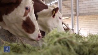 Алаверди: фермеры могут получить господдержку для скотоводства