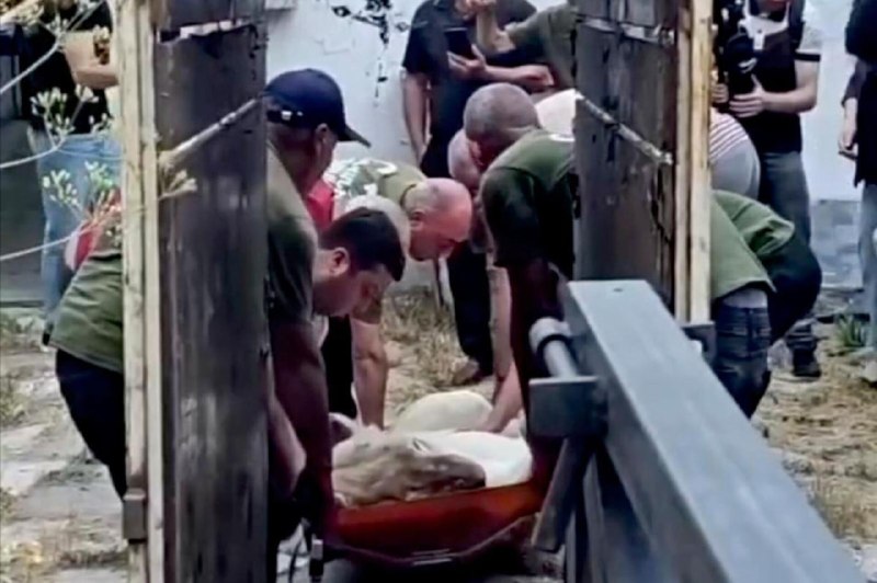 Львица из особняка Гагика Царукяна погибла при перевозке в Ереванский зоопарк — СК проводит расследование